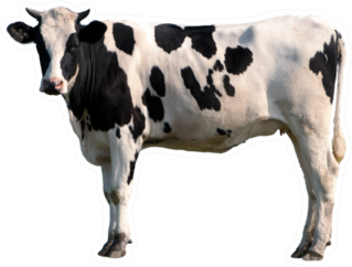 Black And White Cow Isolated Sticker