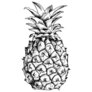 Black and White Detailed Illustration of Pineapple Fruit