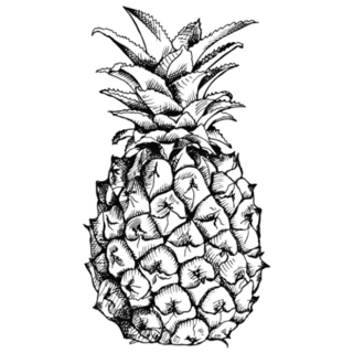 Black and White Detailed Illustration of Pineapple Fruit