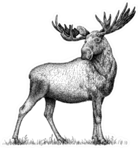 Black And White Engraved Moose Sticker