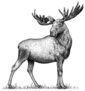Black And White Engraved Moose Sticker