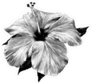 Black and White Hibiscus Sticker