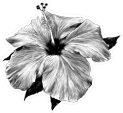 Black and White Hibiscus Sticker