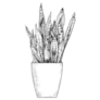 Black and White Illustration of an Indoor Snake Plant Sticker