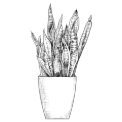 Black and White Illustration of an Indoor Snake Plant Sticker