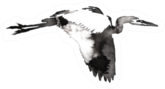 Black And White Monochrome Painting Crane Bird Sticker