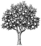 Black and White Orange Tree Illustration Sticker