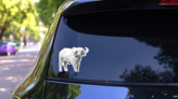 Black And White Sketch Buffalo Sticker on a Rear Car Window (New) example