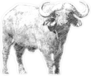 Black And White Sketch Buffalo Sticker