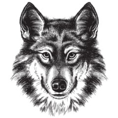 Black and White Sketch Illustration of Wolf Sticker