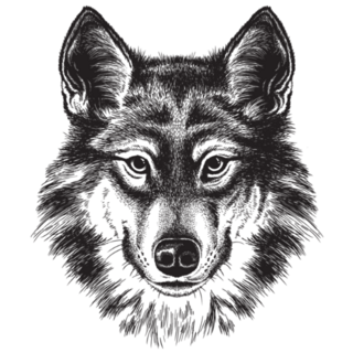 Black and White Sketch Illustration of Wolf Sticker
