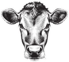 Black And White Sketch Of A Cows Face Sticker