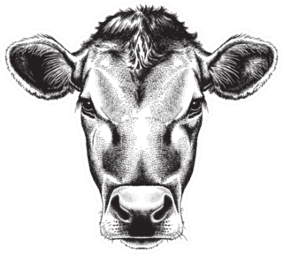 Black And White Sketch Of A Cows Face Sticker