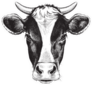 Black And White Sketch Of A Friesian Cows Face Sticker