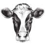 Black and White Sketch of a Friesian Cows Face Sticker