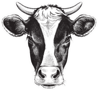 Black And White Sketch Of A Friesian Cows Face Sticker