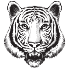 Black And White Sketch of a Tiger Sticker