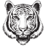 Black And White Sketch of a Tiger Sticker
