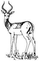 Black And White Sketch Of Antelope Sticker