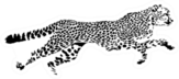 Black And White Sketch Of Running Cheetah Sticker