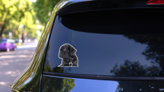 Black Cane Corso Puppy Sticker on a Rear Car Window (New) example
