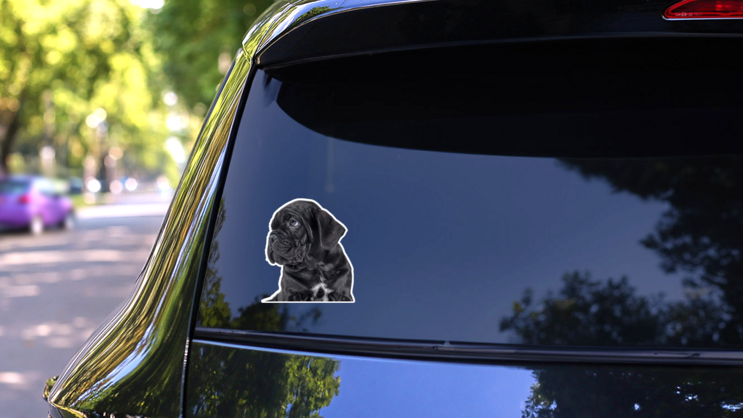 Black Cane Corso Puppy Sticker on a Rear Car Window (New) example