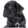 Black Cane Corso Puppy Sticker