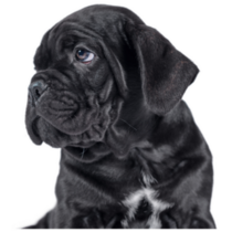 Black Cane Corso Puppy Sticker