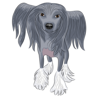 Black Chinese Crested Sticker