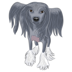 Black Chinese Crested Sticker
