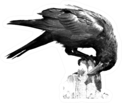 Black Crow Portrait With White Background Big Crow Sticker