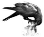 Black Crow Portrait With White Background Big Crow Sticker