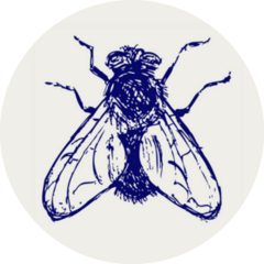 Black Fly Sketch Sticker