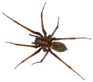 Black Hairy House Spider Sticker