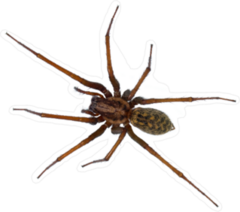 Black Hairy House Spider Sticker