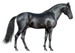 Black Horse On White Sticker