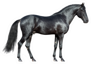 Black Horse On White Sticker