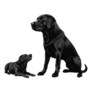 Black Lab And Dad Sticker