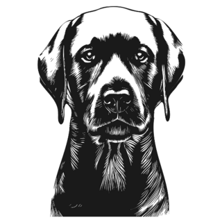 Black Lab Hand Drawn Sticker