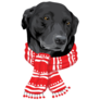 Black Lab In Scarf Sticker 