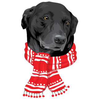 Black Lab In Scarf Sticker 