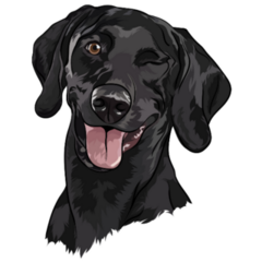 Black Labrador Wink Sticker