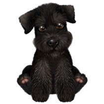 Black Mini Schnauzer Sticker
