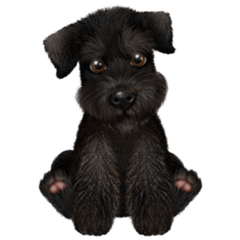 Black Mini Schnauzer Sticker