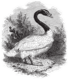 Black-necked Swan Sketch From 1888 Sticker