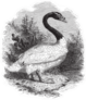Black-necked Swan Sketch From 1888 Sticker