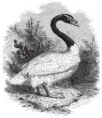 Black-necked Swan Sketch From 1888 Sticker