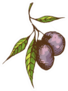 Black Olives On Branch Sticker