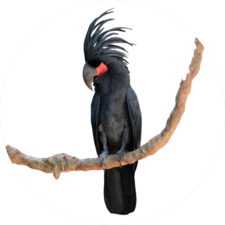 Black Palm Cockatoo Perching On A Branch Sticker