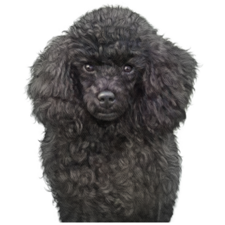 Black Poodle Sticker